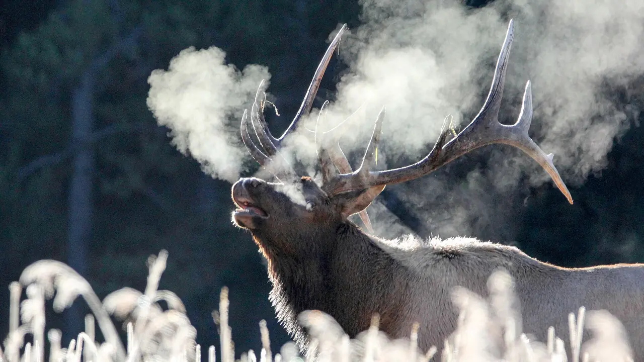 Bull elk bugling on a frosty morning