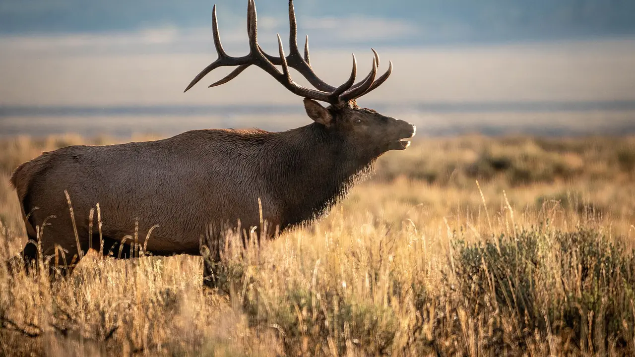 Bull elk bugling in sagebrush at first light